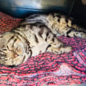 Photo of Zorro