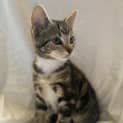 Photo of Gizmo Meet Me At Cat Lounge Neko Hq In Preston