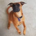Photo of James ~ Italian Greyhound X Puppy (On Trial 8/4/20