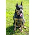 Photo of Blue ~ Friendly Cattledog (On Trial 15/3/20)