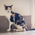 Photo of Penny