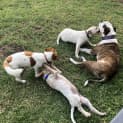 Photo of Banjo ~ Loving Cattledog X Puppy (On Trial 14/3/20