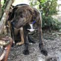 Photo of Ore ~ Sweet Staffy X Puppy (On Trial 21/3/20)