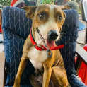 Photo of Bronty