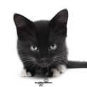 Photo of Oreo