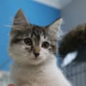 Photo of Mobi