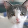 Photo of Maeve ~ 1 Year Old Cat (On Trial 28/3/20)