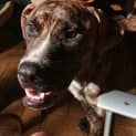 Photo of Dozer