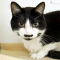 Photo of Alfie Sua005047