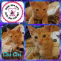 Photo of Chichi