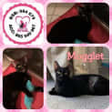 Photo of Mogglet