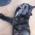 Photo of Penni 