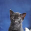 Photo of Buzz ~ 5 Week Old Male Kitten (On Trial 28/3/20)