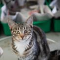 Photo of Tiggi