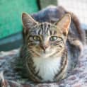Photo of Tiggi