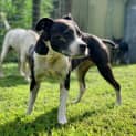 Photo of Dash