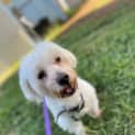 Photo of Buster
