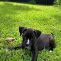 Photo of Cooper