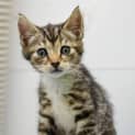 Photo of Honeybun