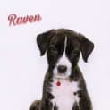 Photo of Raven