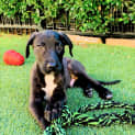Photo of Finn