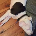 Photo of Archie