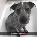 Photo of Jack ~ Cuddly 3yo Cattledog X (On Trial 28/3/20)