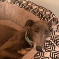 Photo of Olive