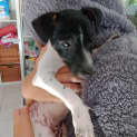 Photo of Bandit ~ 4mo Foxie X Puppy (On Trial 31/3/20)