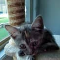 Photo of Pixi