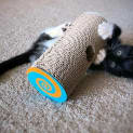 Photo of Speedy