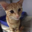 Photo of Rusty