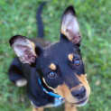 Photo of Lola ~ Kelpie Puppy (On Trial 8/4/20)