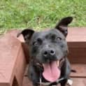 Photo of Rosie ~ 7 Yr Old Staffy ~ Adopted 16/7/20