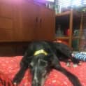 Photo of Tiger (In Foster)