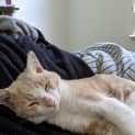 Photo of Humphrey Located In Footscray