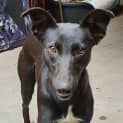Photo of Pippin