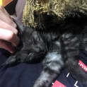 Photo of Cookie Stk005117