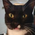 Photo of Luna Black