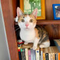 Photo of Spot