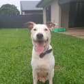 Photo of Dexter