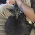 Photo of Pebbles