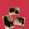 Photo of Rosebud