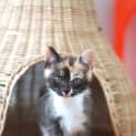 Photo of Mabel & Muriel ~ 10wo Kittens (On Trial 14/5/20)