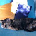 Photo of Jenny ~ Beautiful 10yo Cat (On Trial 08/05/2020)