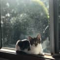 Photo of Maisy ~ 4 Month Old Kitten