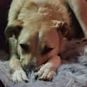 Photo of Archie