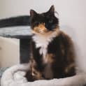 Photo of Duchess ~ 5 Year Old Cat (On Trial 30/5/20)