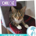 Photo of Chloe