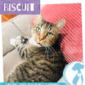 Photo of Biscuit 